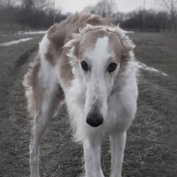 perro,mamífero,sabueso,Deportes,vertebrado,galgo