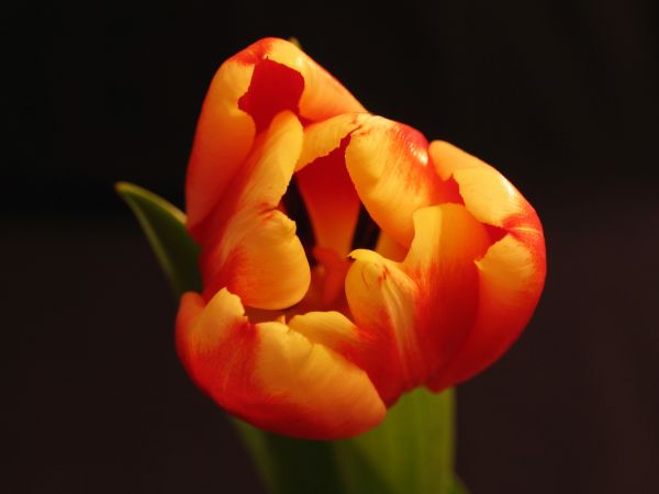 nature,plant,flower,petal,tulip,red