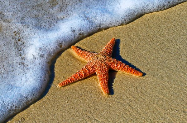 playa,agua,arena,estrella de mar,invertebrado,espuma