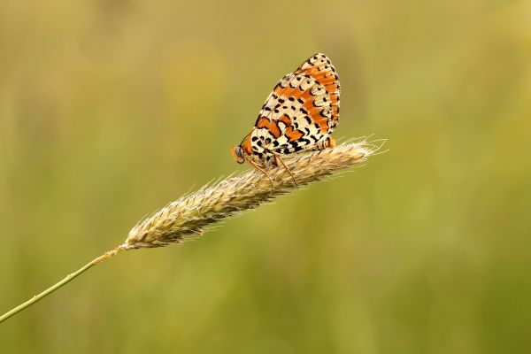 natura,fotografia,fiore,erba,prato,prateria