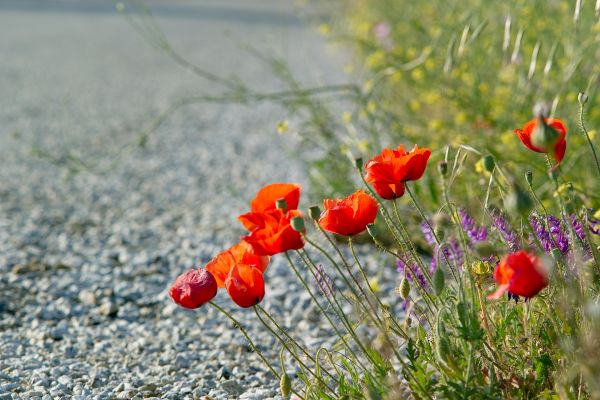 nature, grass, plant, field, blossom, road