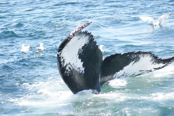 mar, oceano, animal, mamífero, baleia jubarte, biologia