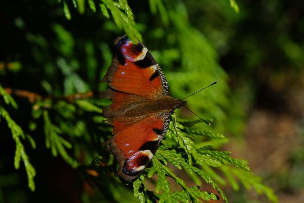 natur, blad, blomst, Foto, dyreliv, insekt