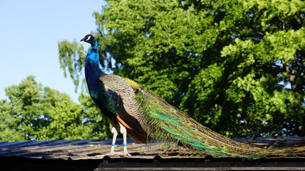 uccello,maschio,verde,fauna,pavone,natura