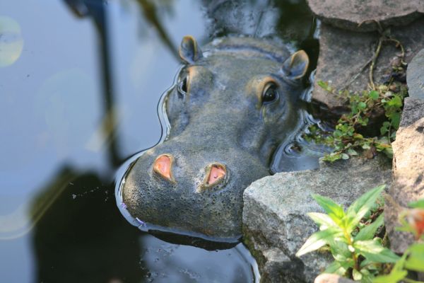 Wasser,Tier,Tierwelt,Afrika,Säugetier,Teich