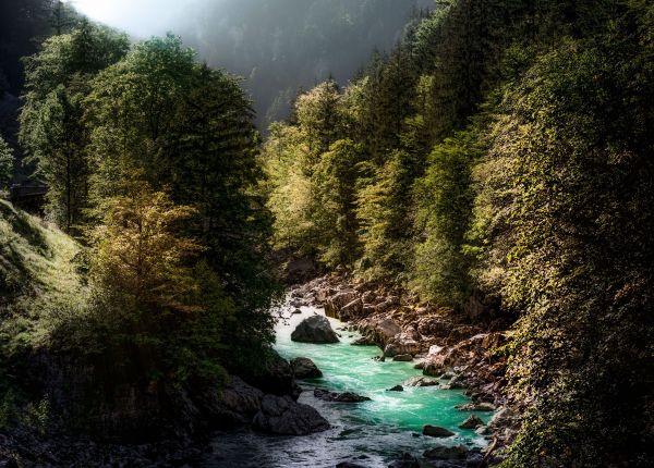 peisaj, copac, apă, natură, pădure, în aer liber