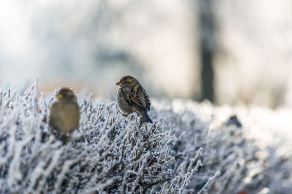 natureza, ramo, neve, frio, inverno, pássaro