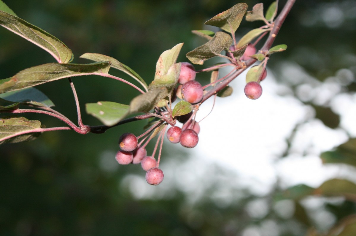 tre, natur, gren, blomstre, vinter, anlegg, hvit, årgang, frukt, bær, retro, blad, blomst, feiring, furu, dekorasjon, mat, grønn, rød, produsere, Evergreen, ferie, botanikk, jul, dekor, flora, juletre, årstid, kvist, festlig, ornament, kort, jul dekorasjon, kristtorn, design, år, dekorative, busk, ny, desember, xmas, julepynt, tre greiner, blomstrende plante, vinter trær, jul kristtorn, tre vektor, woody plante, landanlegg