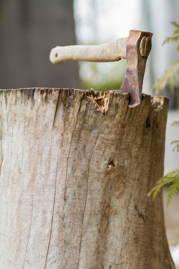 árbol,bosque,rama,planta,madera,hoja