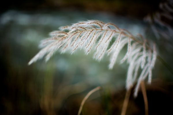 träd, natur, gren, landskap, gräs, utomhus-