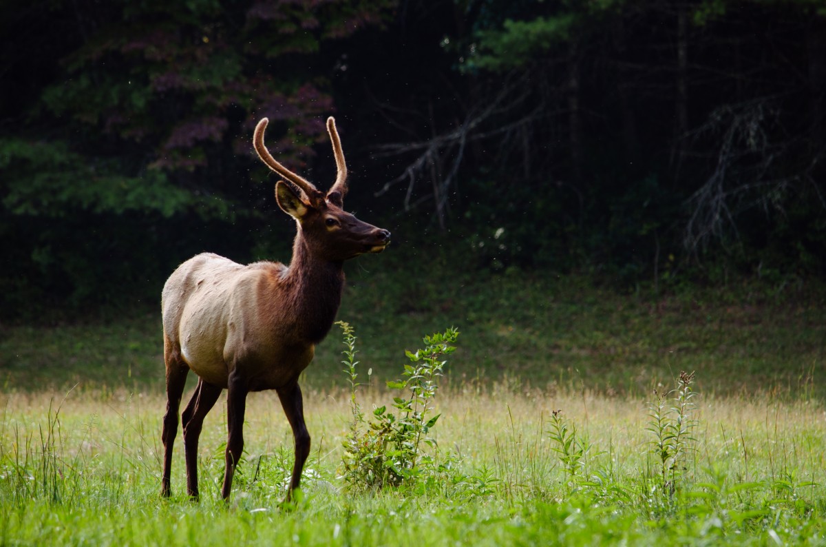 animale sălbatice, cerb, mamifer, faună, pășune, animale vertebrate, elan, caprioara cu coada alba