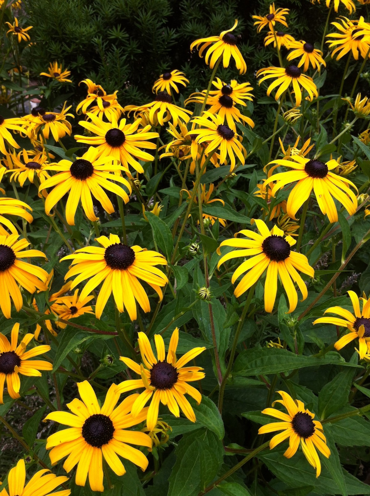 alam, mekar, menanam, padang rumput, bunga, berkembang, musim panas, bunga aster, herba, botani, kuning, taman, Flora, bunga matahari, bunga liar, coneflower, tanaman berbunga, keluarga daisy, hitam bermata susan, tanaman tahunan, tanaman tanah