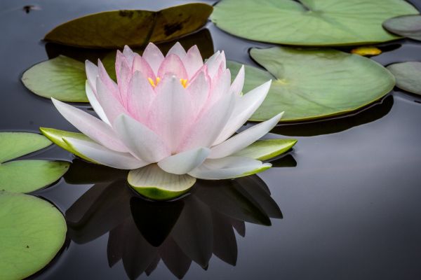 水,厂,叶,花,花瓣,绿色