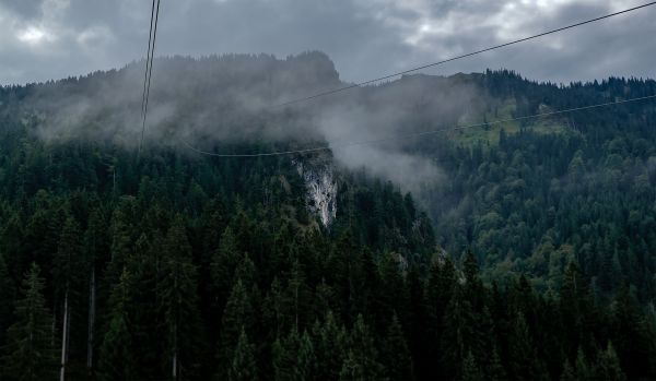 copac, natură, pădure, pustie, Munte, nor