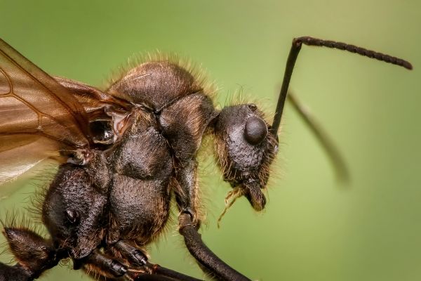 fotografia,animal,mosca,inseto,Macro,pequeno