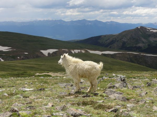 nature, wilderness, mountain, outdoor, horizon, meadow