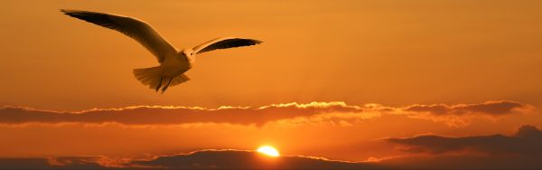 bird,wing,sky,sunrise,cloud,sun