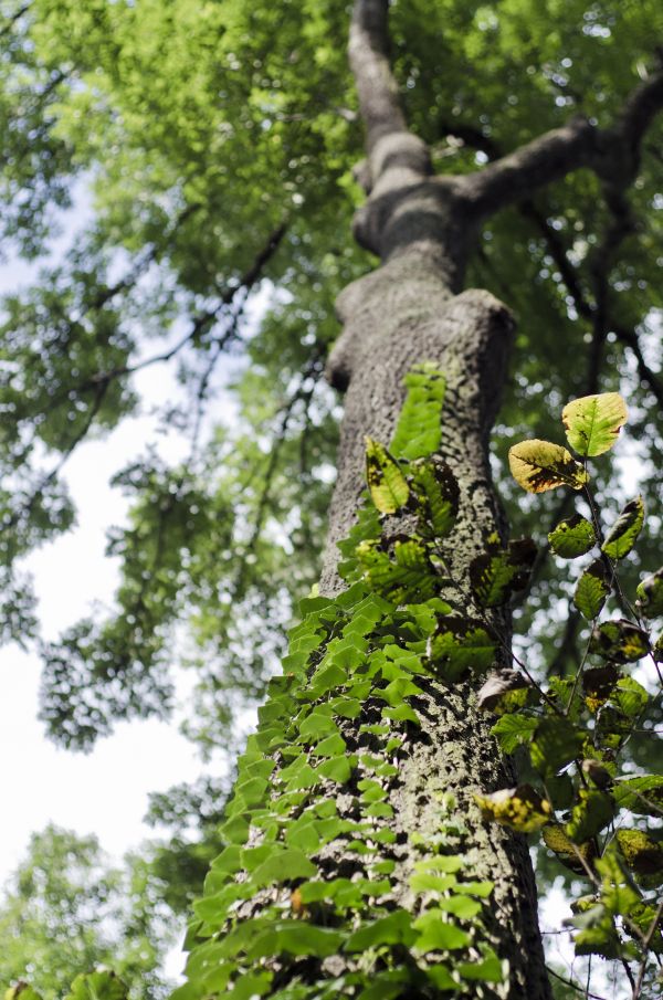 tree, nature, branch, plant, forest, blossom