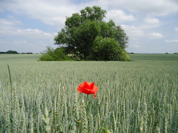 grass, plant, field, farm, tree, lawn