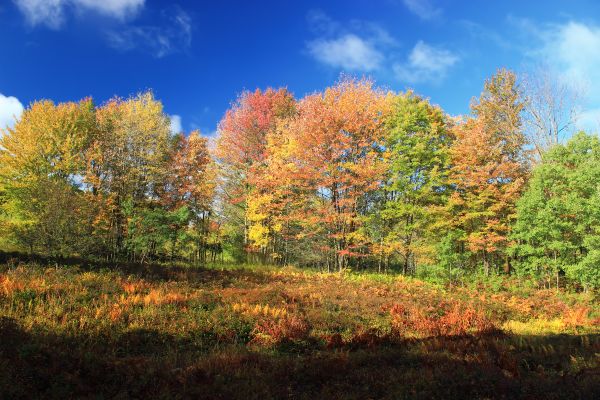 landskap,tre,natur,skog,anlegg,himmel