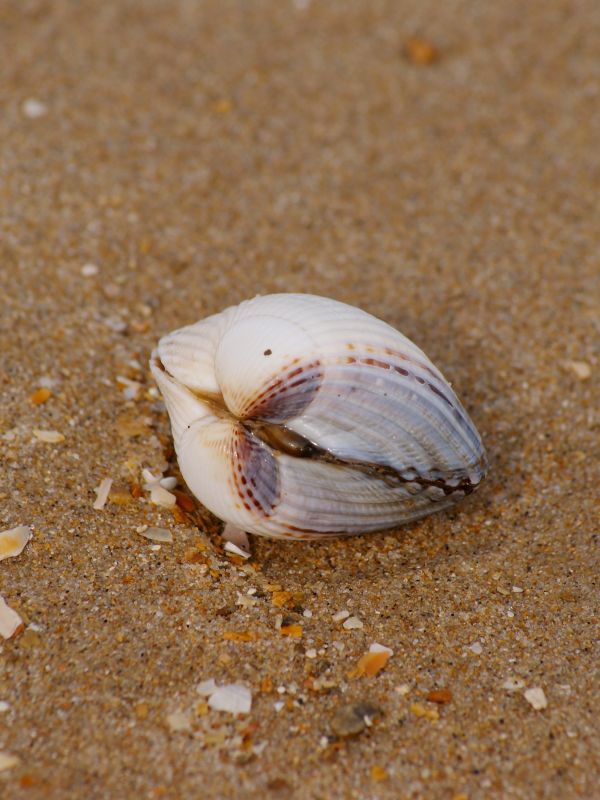 feuille, plage, mer, la nature, le sable, Lac