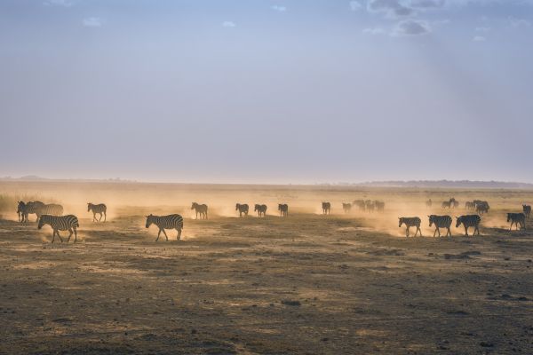 landscape,sand,horizon,walking,prairie,morning