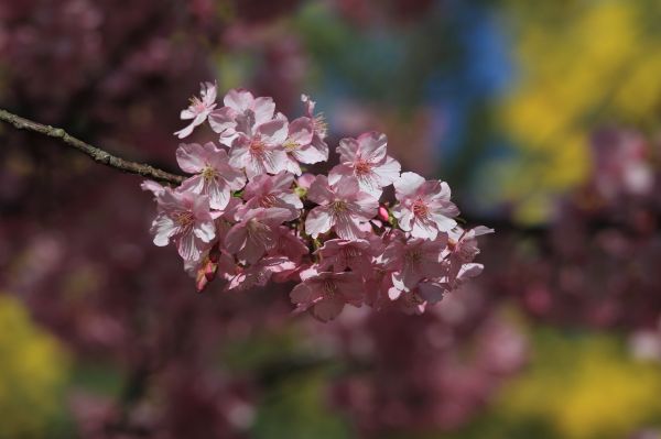 træ, natur, afdeling, blomst, plante, frugt