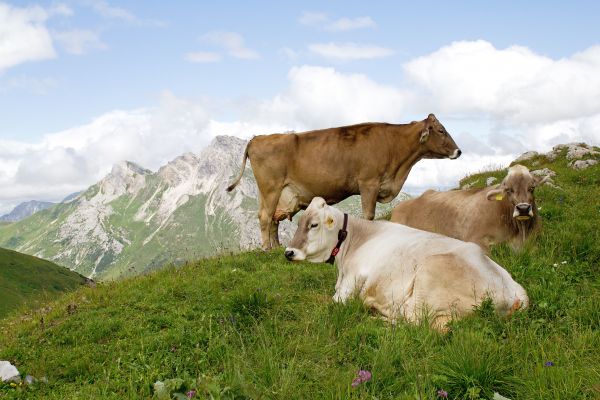 grass,mountain,meadow,field,farm,cow