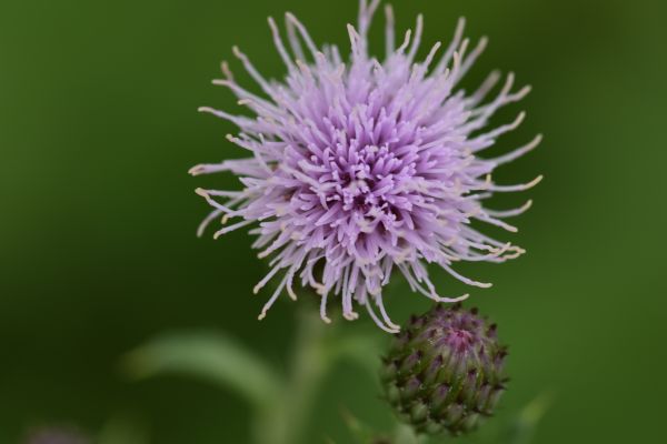 开花, 厂, 花, 紫色, 花瓣, 盛开