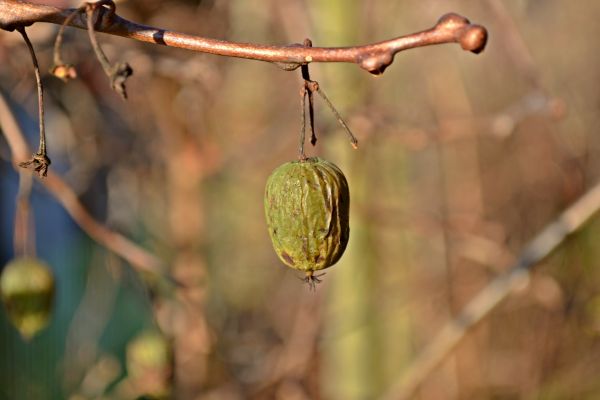 copac,natură,ramură,iarnă,plantă,frunze