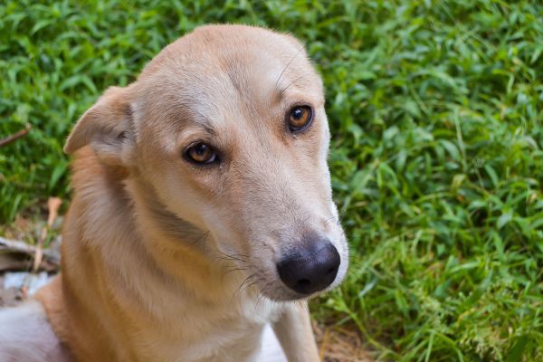 perrito,perro,mascota,retrato,mamífero,fauna