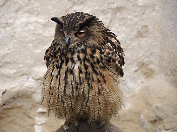 naturaleza, pájaro, ala, fauna silvestre, pico, águila