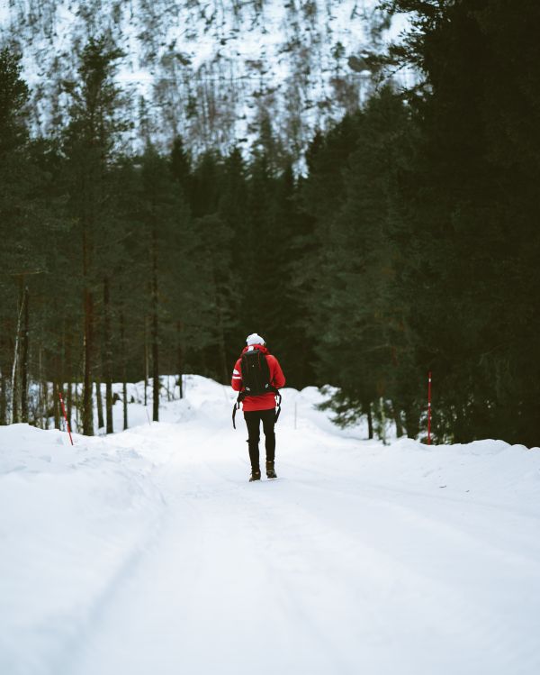 árvore,montanha,neve,inverno,floresta,veículo