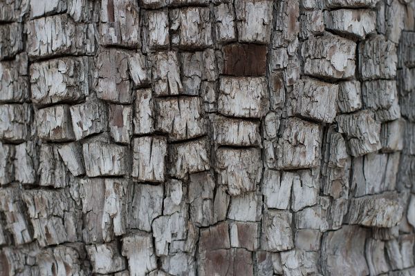 tree,branch,plant,wood,trunk,texture