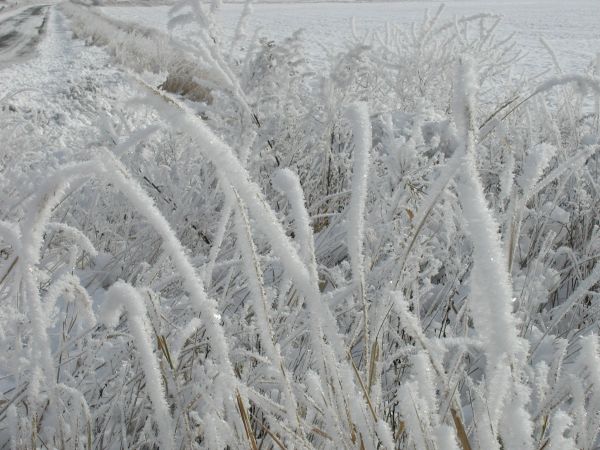 ramo,la neve,freddo,inverno,brina,ghiaccio