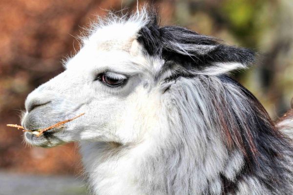 natureza, cabelo, branco, doce, animal, fofa