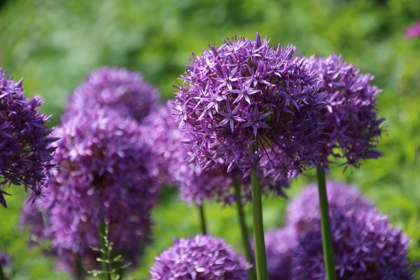 natur, blomma, växt, äng, blomma, lila