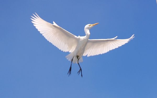 naturaleza,pájaro,ala,cielo,volador,pico