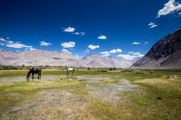 mountainous landforms, nature, mountain, pasture, grassland, natural landscape