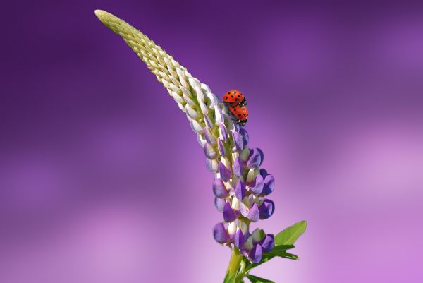 naturaleza,flor,ala,fotografía,flor,planta