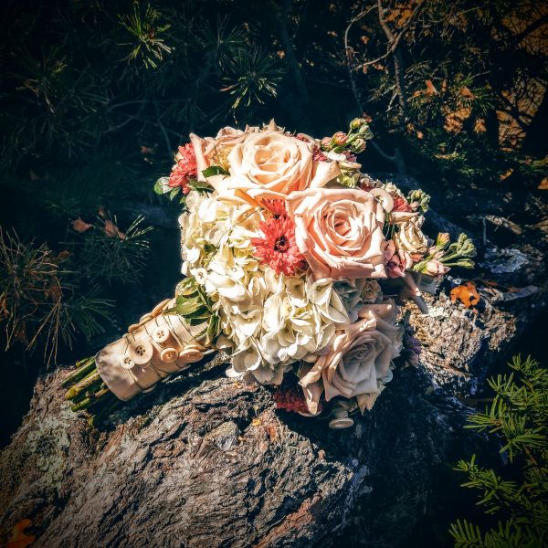 branche, plante, blanc, fleur, floral, arbre