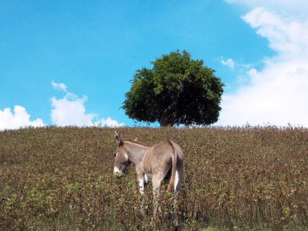 panorama, grama, céu, campo, Fazenda, Prado