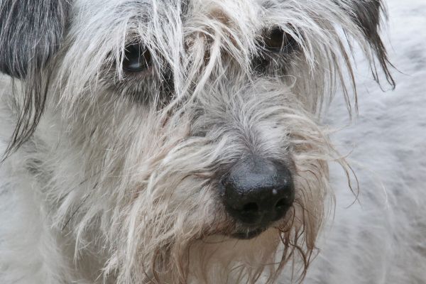 câine,animal,blană,mamifer,par,portret