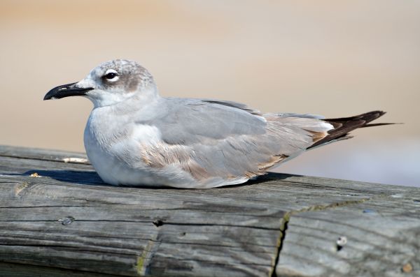 plage, mer, côte, la nature, oiseau, eau