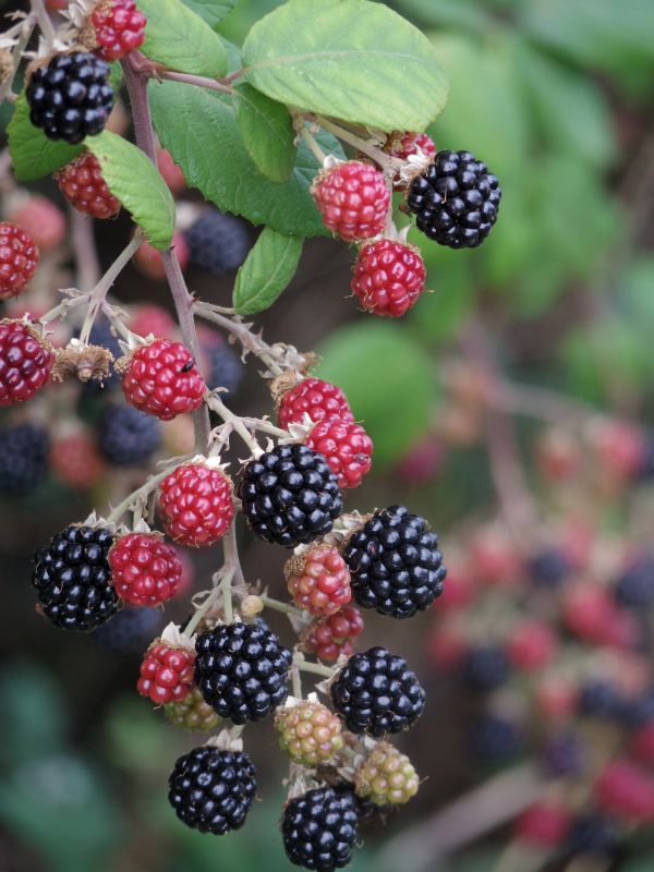 plante, framboise, fruit, baie, doux, fleur