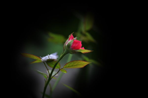 naturaleza, flor, planta, vástago, fotografía, luz de sol