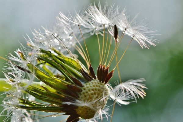 naturaleza,césped,flor,planta,fotografía,rama