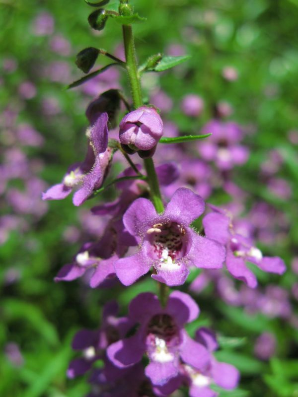 fleur, plante, fleur, été, haute, herbe