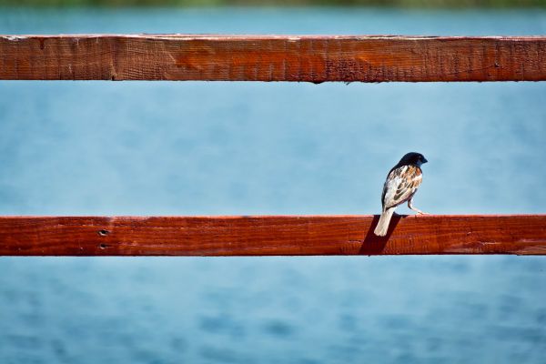 oiseau,aile,clôture,jambe,bois,réflexion