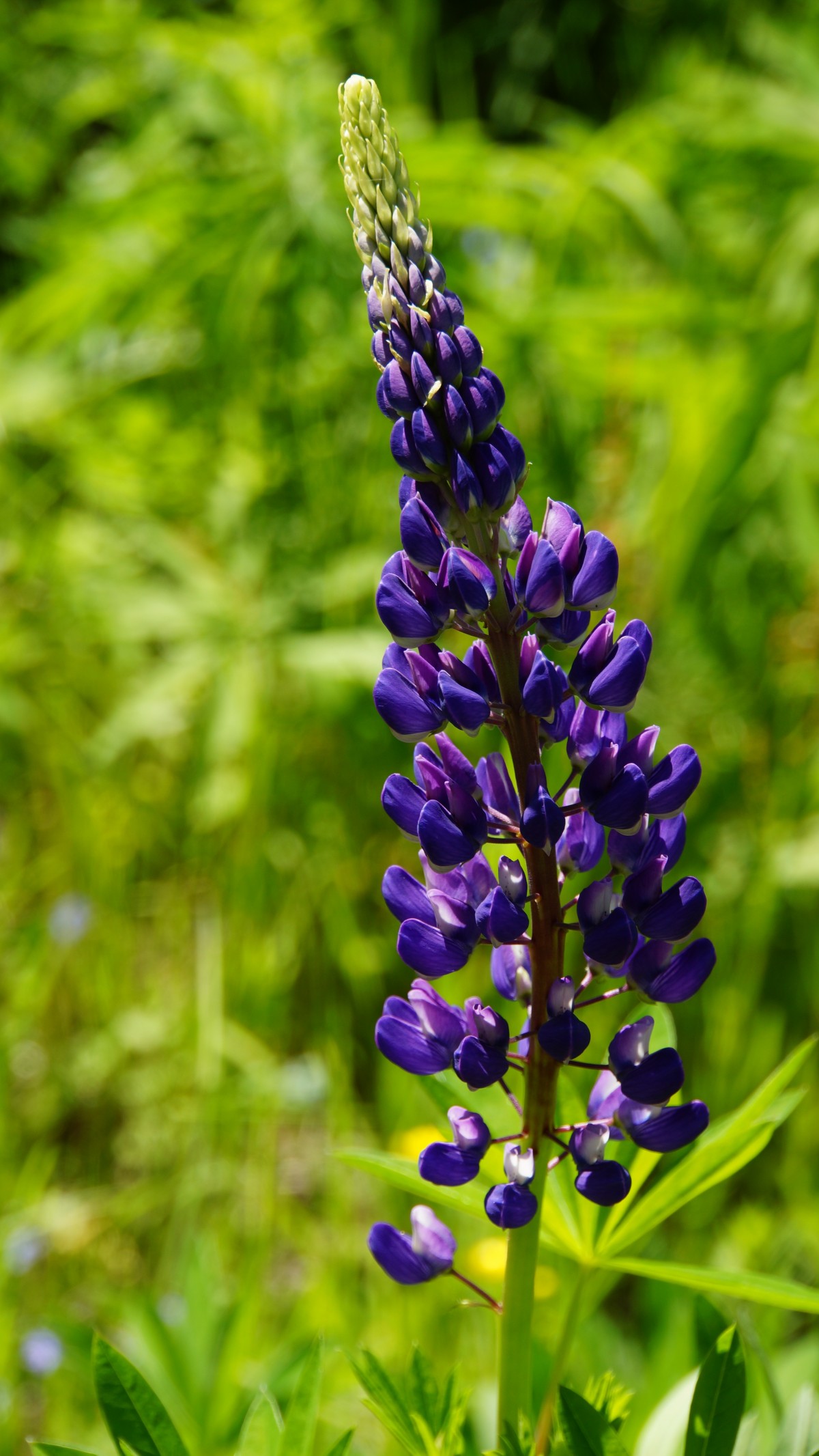 Natur, Pflanze, Wiese, Blume, Grün, Botanik, Flora, Lavendel, Wildblume, Lupine, Zierpflanzen, Lupine, Wilder, Makrofotografie, Lila blume, blühende Pflanze, Landanlage, Englisch lavendel, Dactylorhiza praetermissa